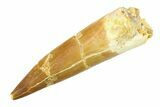 Fossil Plesiosaur (Zarafasaura) Tooth - Morocco #297880-1